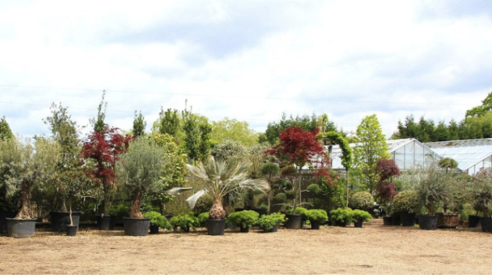 Big Plant Nursery